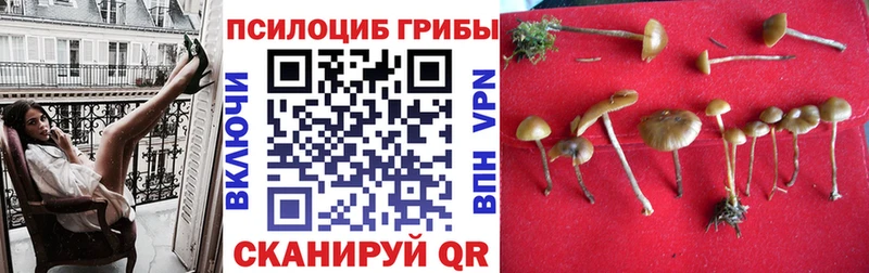 Купить закладки  Шиханы  Галлюциногенные грибы MAGIC MUSHROOMS 